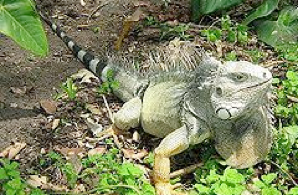 Iguana. Mascota Milu.