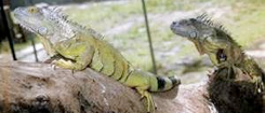 Iguanas. Milu.